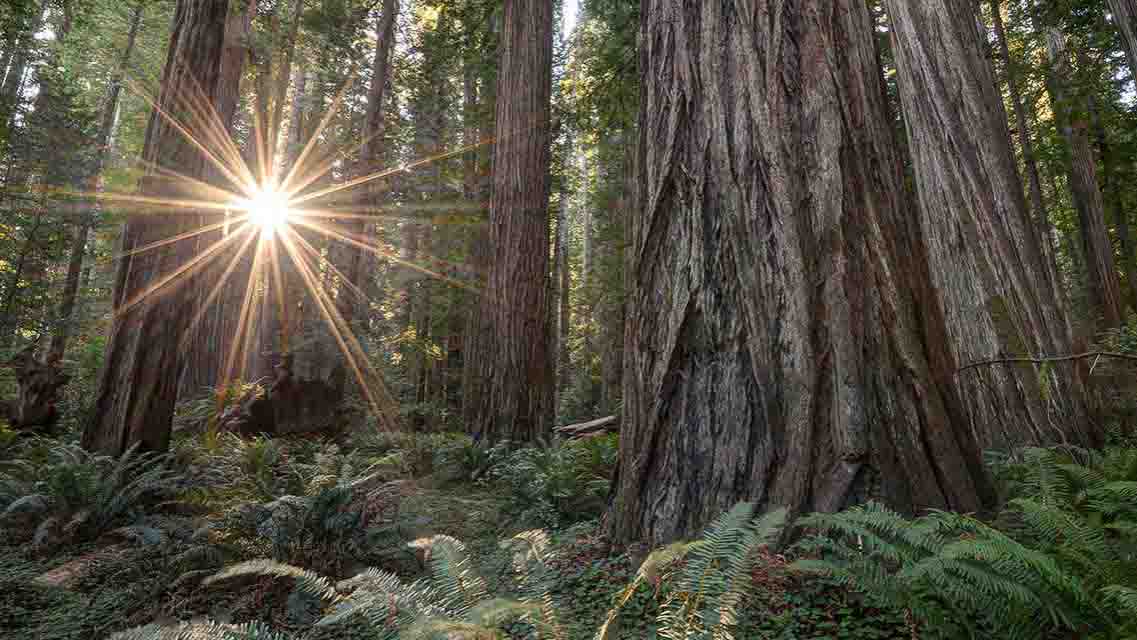 California’s Redwood Coast What makes California’s Redwood Coast so special? Maybe it’s the primeval wilderness that’s inspired legends from Paul Bunyan to Big...